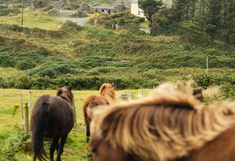 https://www.purecork.ie/media/cape-horse.jpg