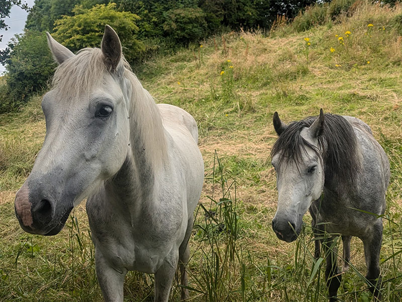 https://www.purecork.ie/media/horses_800x600.jpg