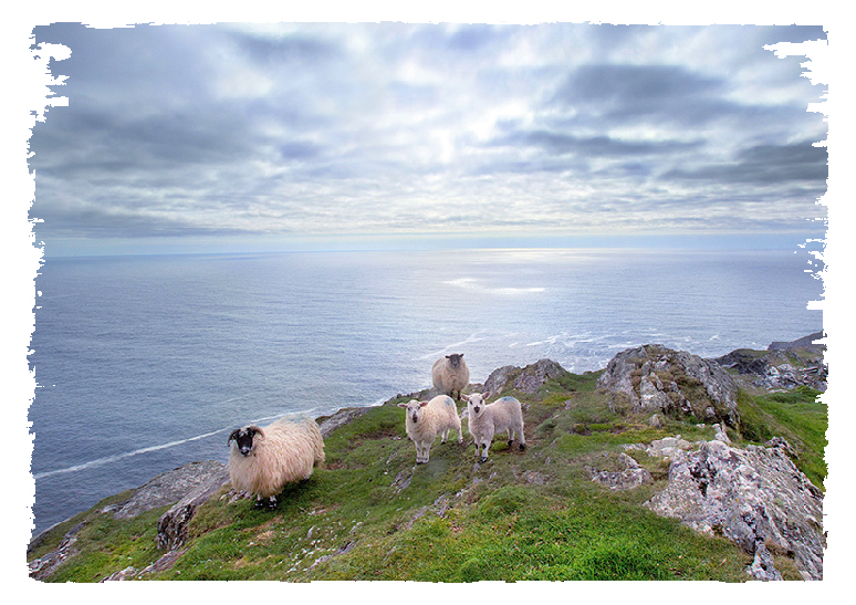 sheepy.jpg