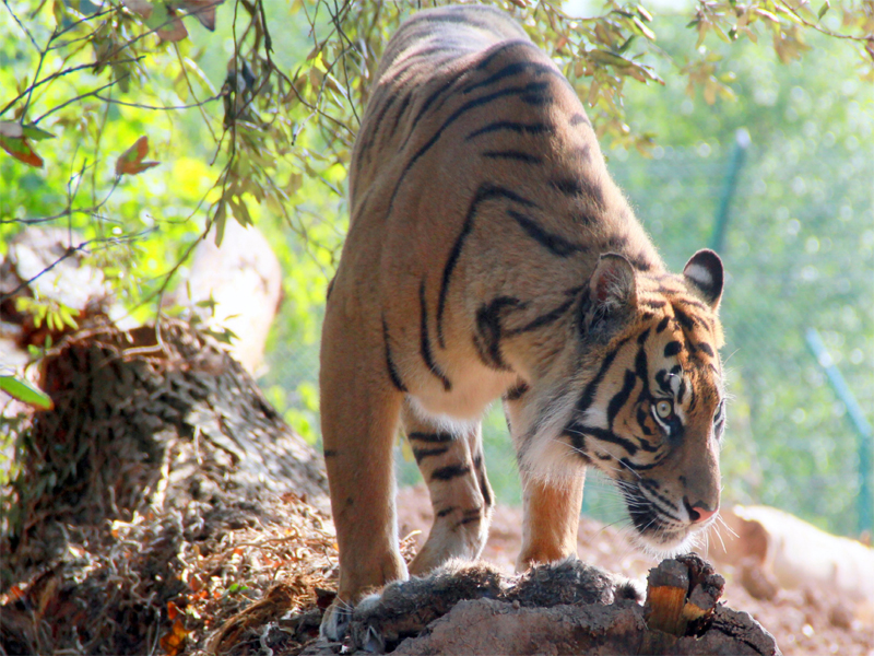 Tiger-Fota-Wildlife-Park-Co.jpg