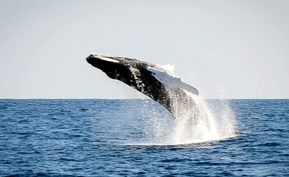 whale.jpg